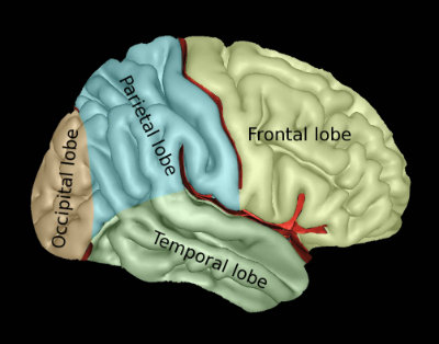 Brain Diagram